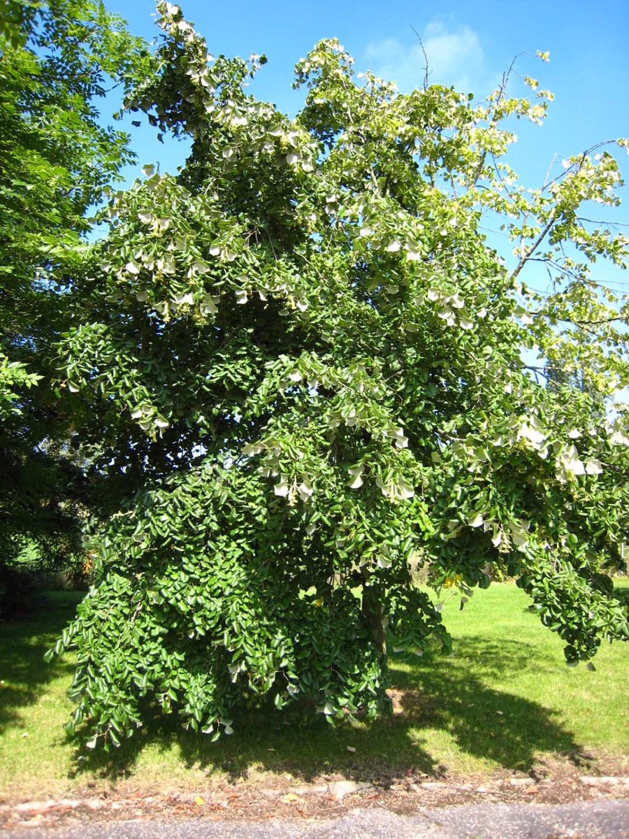 Tilia tomentosa 'Orbicularis' 1 Tilia tomentosa 'Orbicularis'