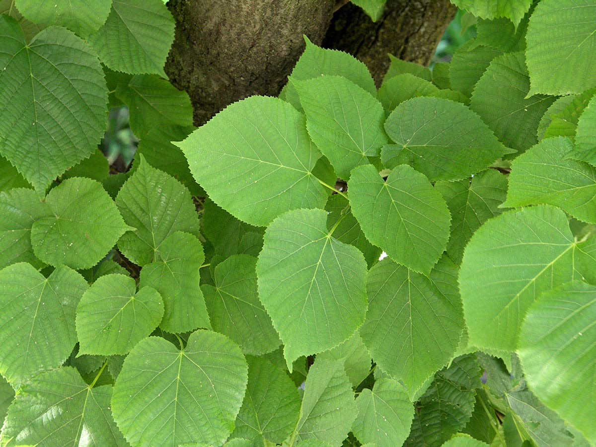Lush green linden leaves densely surround a tree trunk, showcasing their heart-shaped form and intricate vein patterns in natural sunlight.