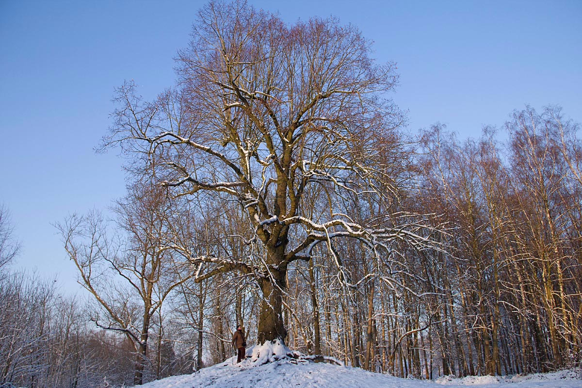 A solitary figure stands at the base of a giant, bare oak tree dusted with snow against a clear blue winter sky. The tree dominates the landscape, surrounded by a snow-covered forest.