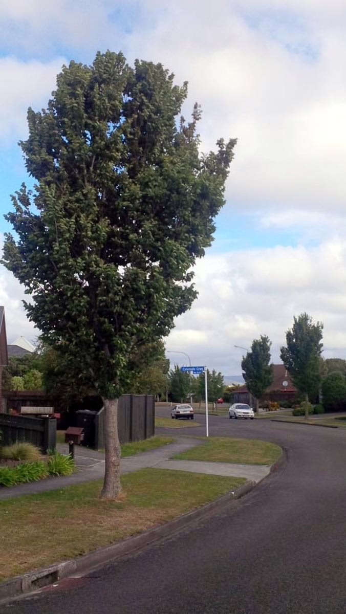 Ulmus 'Lobel' 7 Ulmus 'Lobel' (Elm) as a street tree.