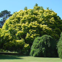 Ulmus 'Louis van Houtte' (Golden Elm) in a garden.