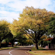 Ulmus 'Louis van Houtte' (Golden Elm) yellow colour.