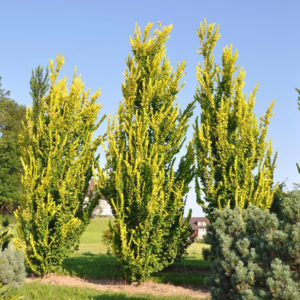 Ulmus x hollandica 'Wredei'